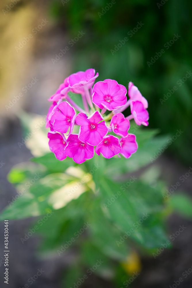Garden phlox (Phlox paniculata), vivid summer flowers. Blooming branches of phlox in the garden on a sunny day. Soft blurred selective focus. Garden phlox (Phlox paniculata), vivid summer flowers. Blooming branches of phlox in the garden on a sunny day. Soft blurred selective focus.