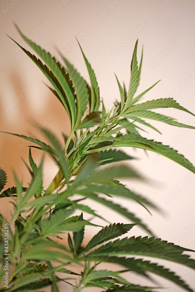 Obraz premium Cannabis plant close up modern high quality big size print medical marihuana super lemon haze family cannabaceae