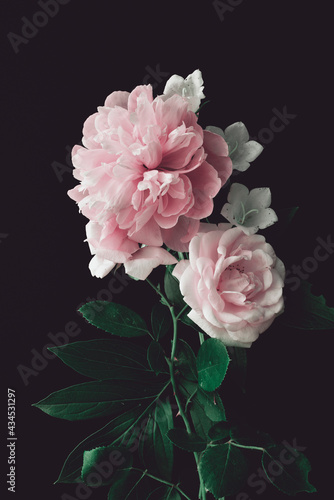 pink peony and pink rose on a dark background. vertical composition, studio shot