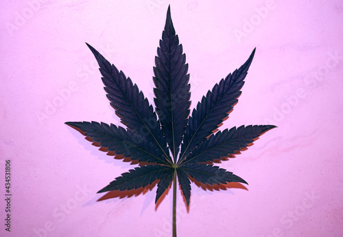 Cannabis leaf close up medical marihuana background top view flat lay modern high quality big size print © BakalaeroZz