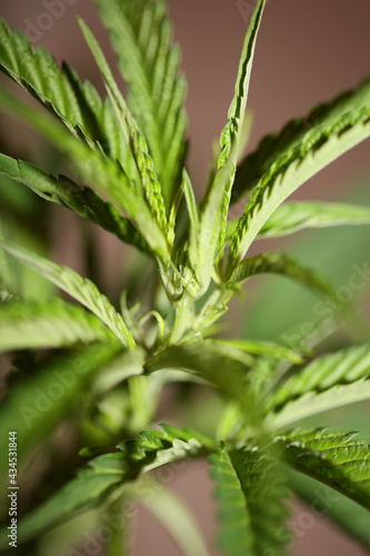Cannabis plant close up modern high quality big size print medical marihuana super lemon haze family cannabaceae