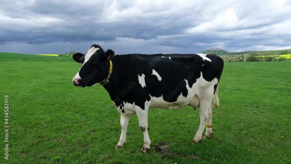 Friesian Holstein cow on a beautiful spring meadow in central Germany. Black and white dairy cow standing alone in the fresh green grass on a cloudy afternoon. Mottled cow grazing, farm landscape, 4k. Friesian Holstein cow on a beautiful spring meadow in central Germany. Black and white dairy cow standing alone in the fresh green grass on a cloudy afternoon. Mottled cow grazing, farm landscape, 4k.