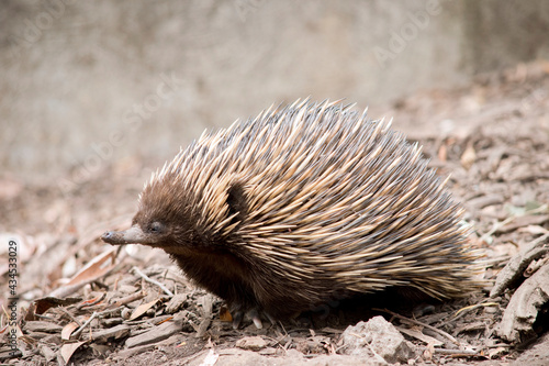this is a side view of an echidna