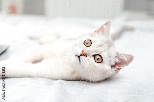 Surprised white British cat  lies on the bed. © lizavetta