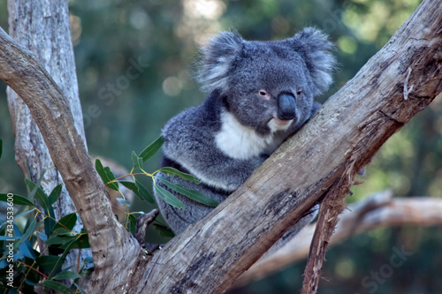 Fototapeta Naklejka Na Ścianę i Meble -  the koala is a grey and white marsupial with fluffy ears