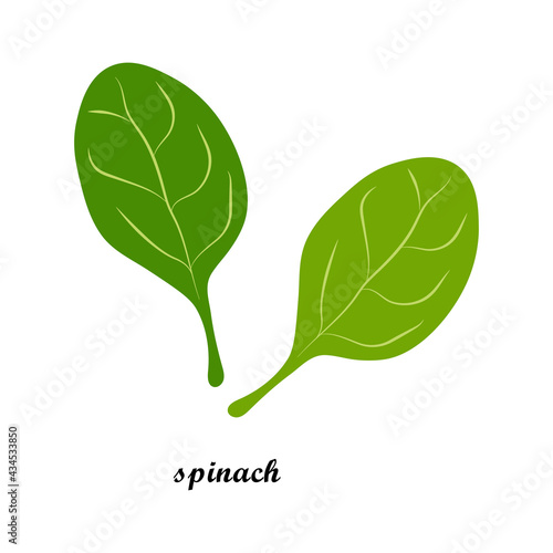 Vector illustration of spinach leaves with title text isolated on white background.