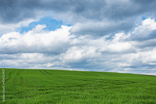 Green field and blue sky white cloud nature background.Farmland. Beautiful field against blue sky with white clouds.