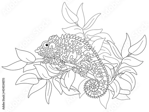 Funny chameleon, exotic lizard with protruding eyes and a prehensile tail, hiding among leaves of a tropical tree branch in a wild jungle, black and white outline vector cartoon illustration