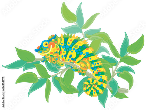 Funny multi colored chameleon, exotic lizard with protruding eyes and a prehensile tail, hiding among green leaves of a tropical tree branch in a wild jungle, vector cartoon illustration
