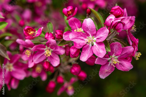 Beautiful Blooms