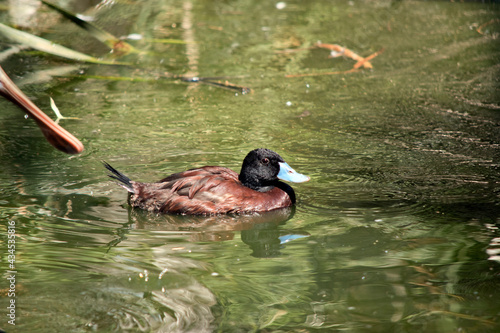 this is a side view of a blue billed duck photo