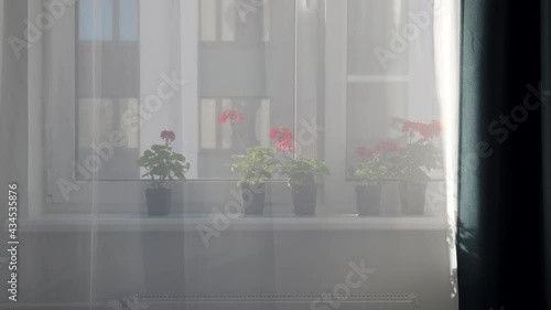 Wallpaper Mural Pots of geranium flowers on windowsill by window on a sunny day, blooming pelargonium flower in apartment. High quality 4k footage Torontodigital.ca