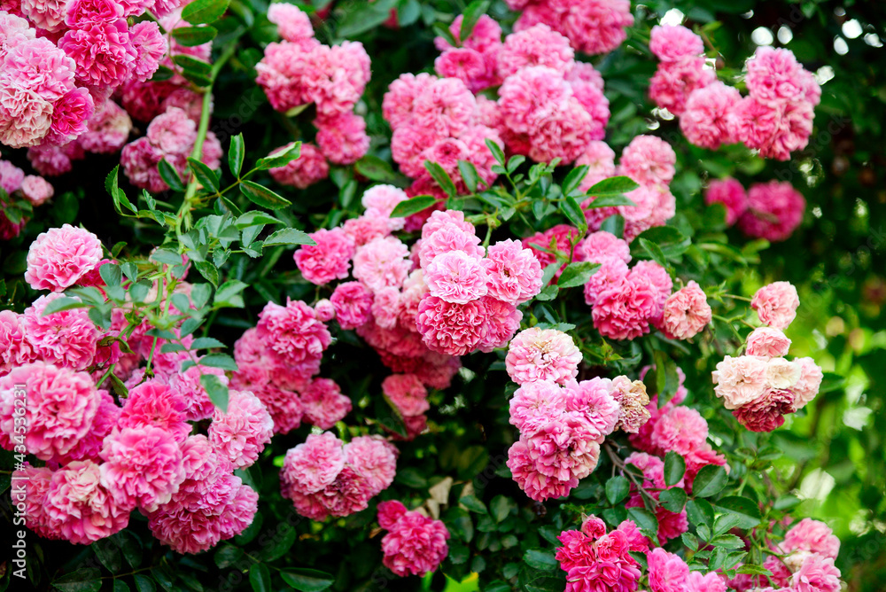 Rose flower on a background of blurry plant flower in the garden of roses. Nature. Rose flower on a background of blurry plant flower in the garden of roses. Nature.