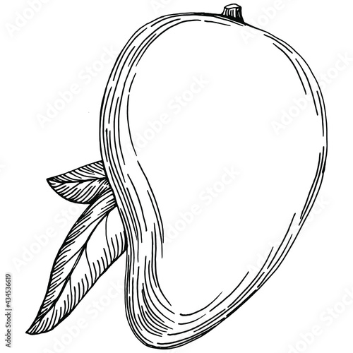 Mango tropical fruit sketch drawing vector. Engraved isolated organic food. Black white mango element on white background.