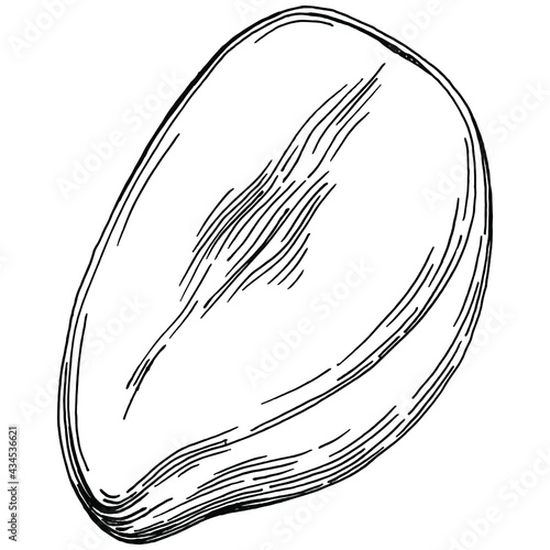 Mango tropical fruit sketch drawing vector. Engraved isolated organic food. Black white mango element on white background.