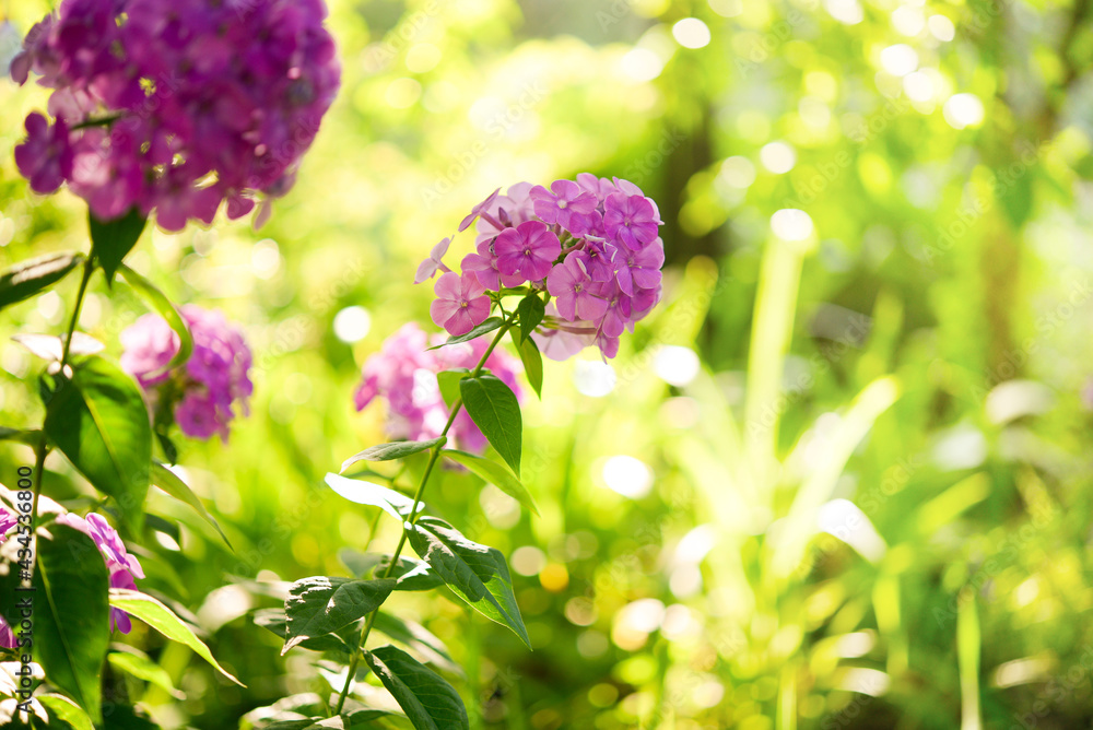 Garden phlox (Phlox paniculata), vivid summer flowers. Blooming branches of phlox in the garden on a sunny day. Soft blurred selective focus. Garden phlox (Phlox paniculata), vivid summer flowers. Blooming branches of phlox in the garden on a sunny day. Soft blurred selective focus.