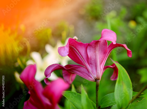Beautiful lily flower on a background of green leaves. Lily flowers in the garden. Background texture with burgundy buds. Image of a flowering plant with crimson flowers of a varietal lily.