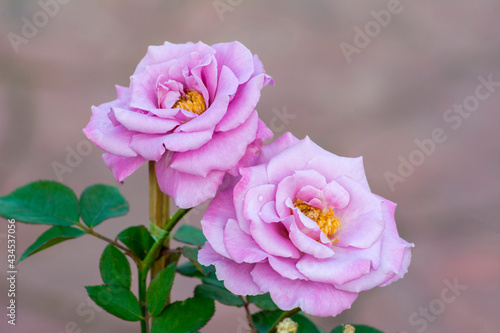 Wallpaper Mural Purple rose flower is a beautiful in the garden.at the morning. Torontodigital.ca