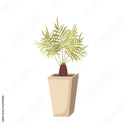 Indoor plant in a pot. Green leaves of a date palm. Interior flower