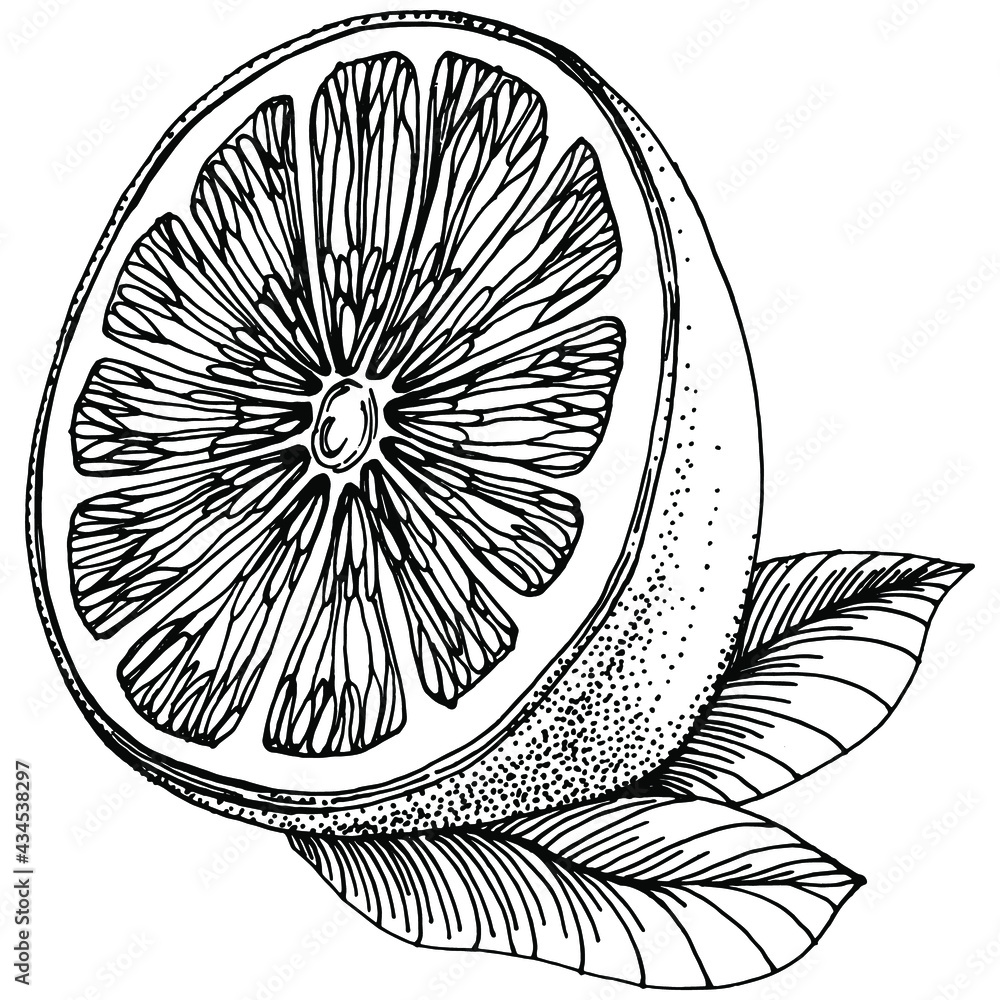 Obraz premium Orange Sketch citrus fruit decorative. Hand Drawn Orange Botanical Illustrations. Black and white with line art isolated on white backgrounds. 