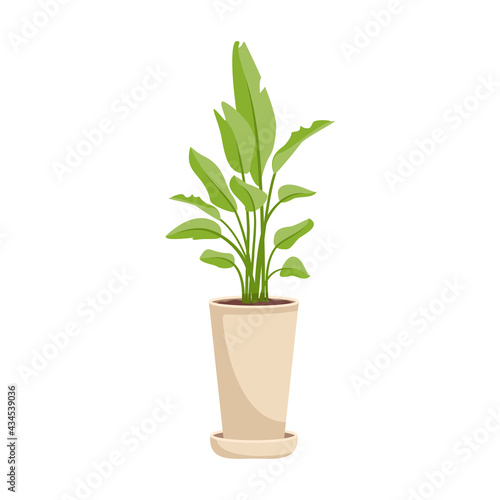 Indoor plant in a pot. Green broad leaves of a banana palm. Interior flower