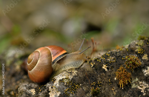 Eine Gartenschnirkelschnecke auf einem Stein mit Flechten