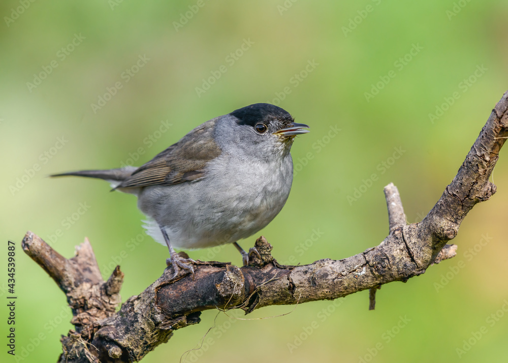 Blackcap (Sylvia atricapilla) male bird perched on branch close up Blackcap (Sylvia atricapilla) male bird perched on branch close up
