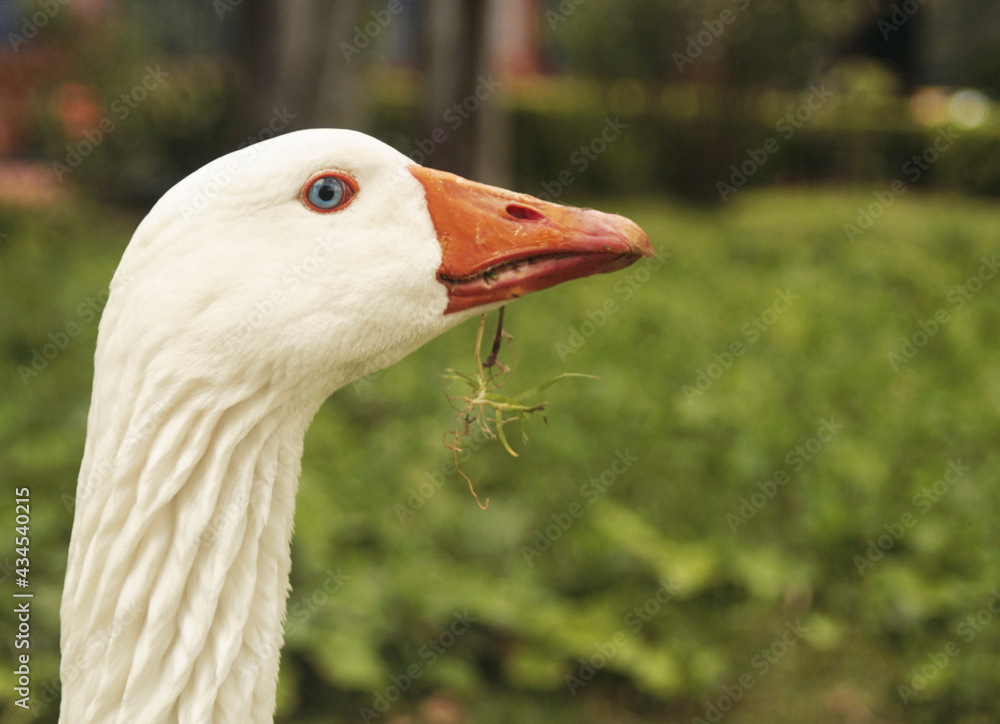 goose eating