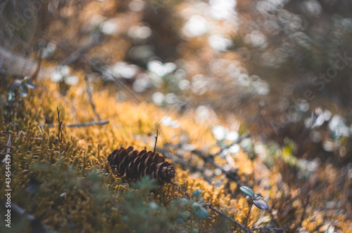close up pine cone in forest © DenisLubsanov