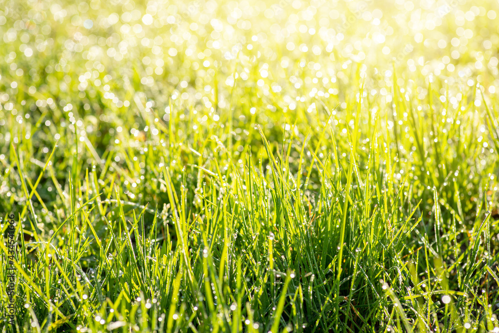 Bright fresh grass in morning dew against rising sun. Concept of freshness, purity, innocence