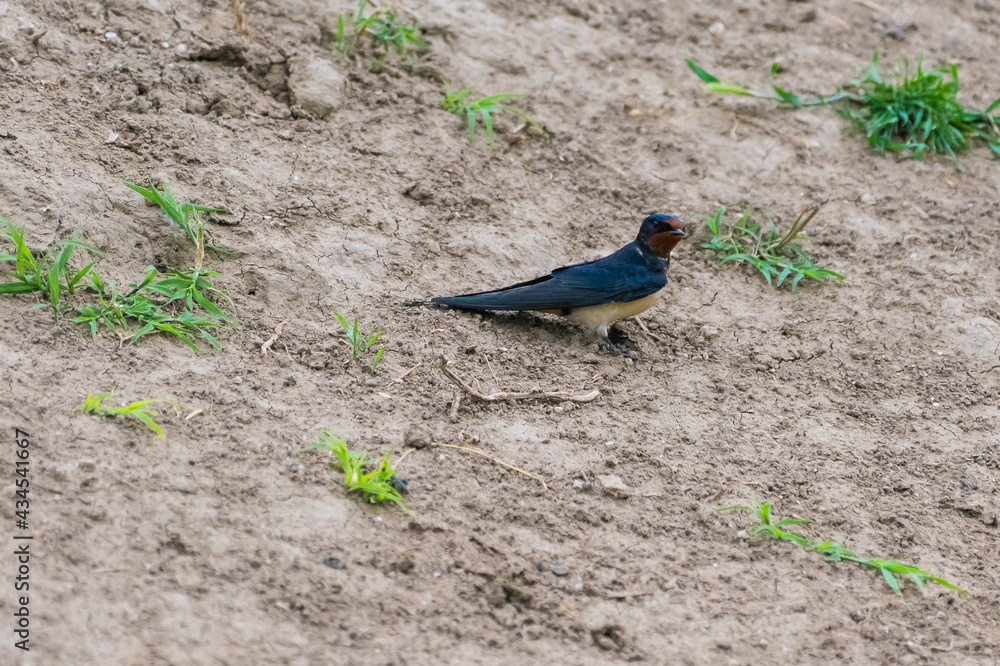 Obraz premium Hirundo rustica - Randunica - Barn swallow