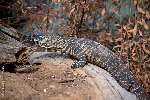 this is a side view of a  lace monitor climbing a tree