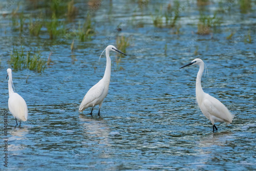 Obraz premium Egretta garzetta - Egreta mica - Little egret