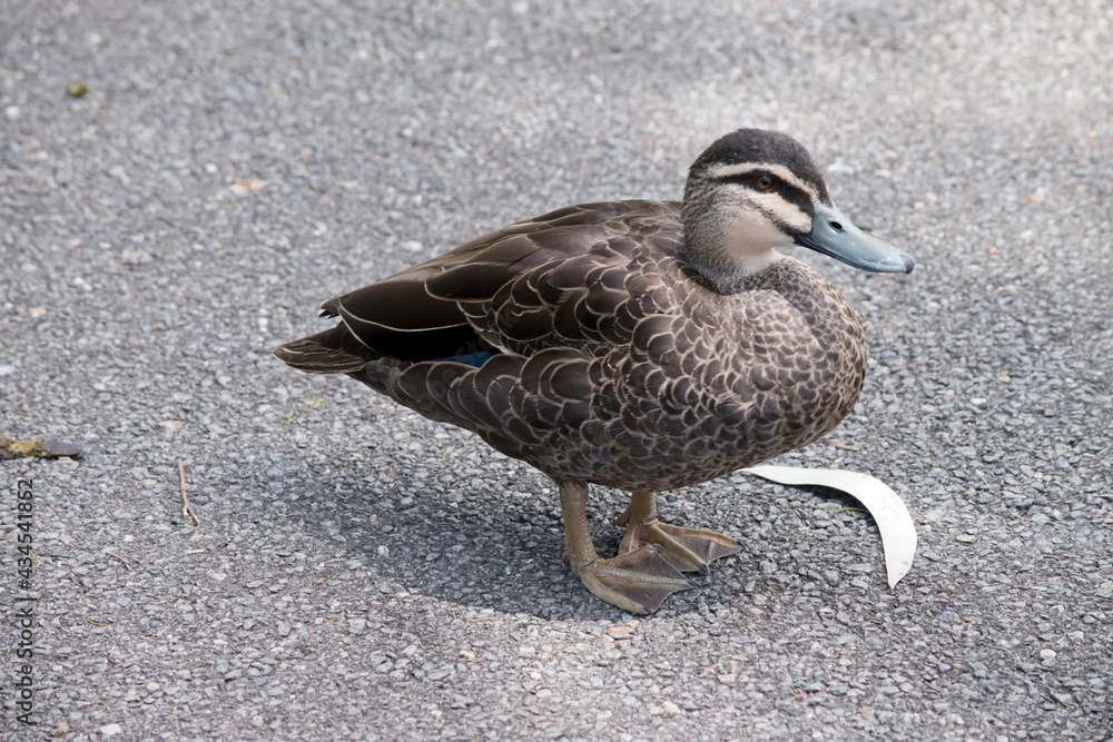 this is a side view of a pacific black duck this is a side view of a pacific black duck
