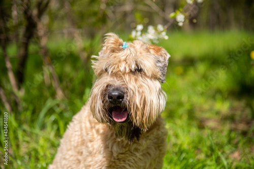 Portrait of a fluffy dog on a background of cherry blossoms. © FO_DE
