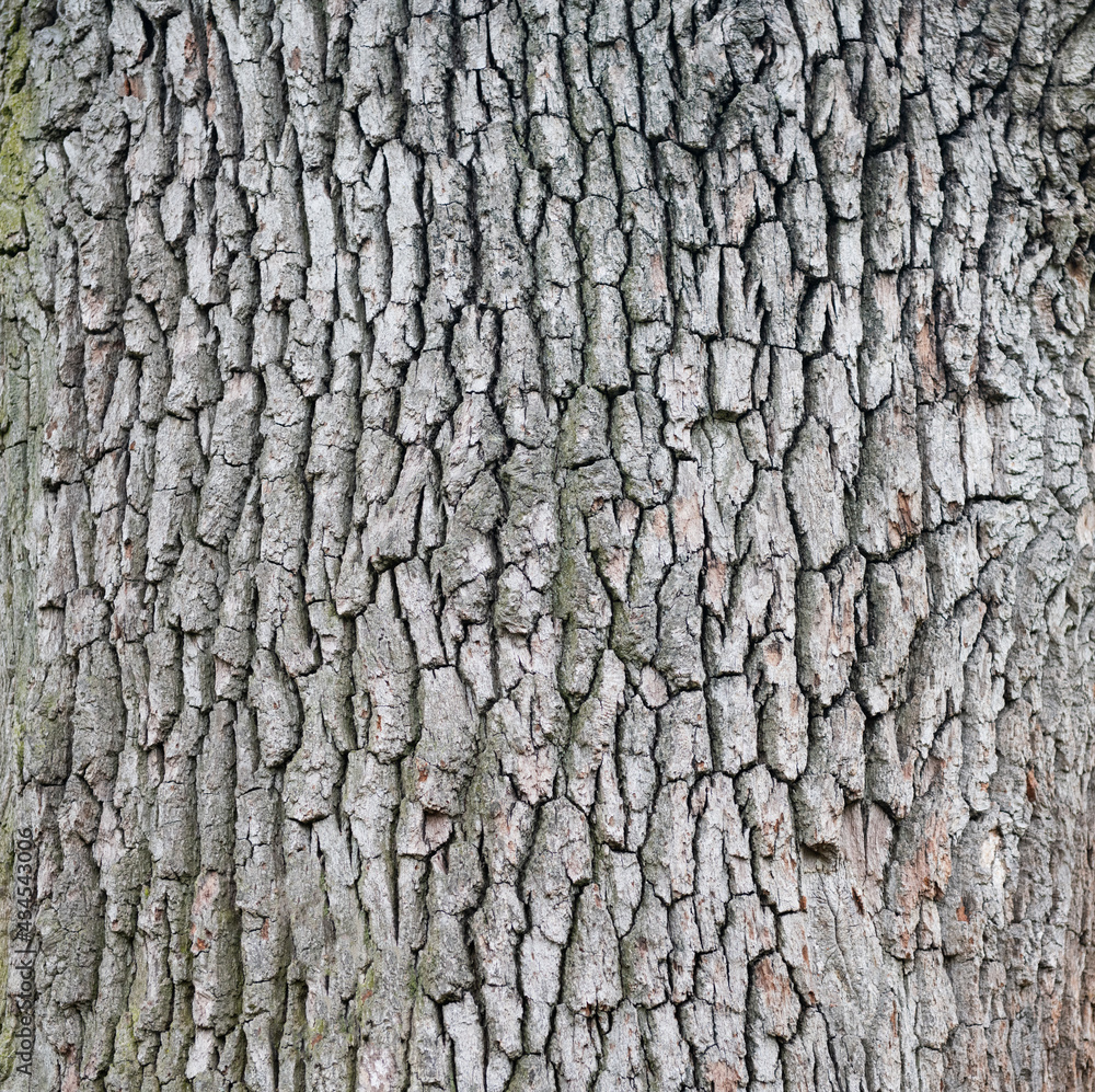 beautiful background from tree bark texture beautiful background from tree bark texture