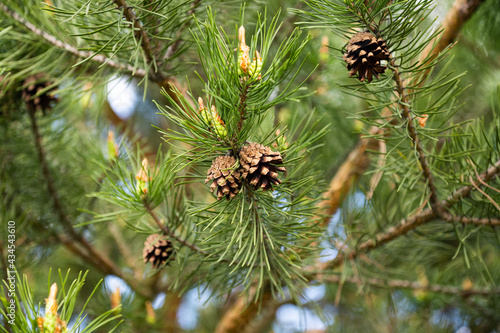 pine branch with a cone close-up