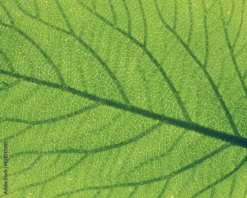 Leaf texture. Nature macro photo