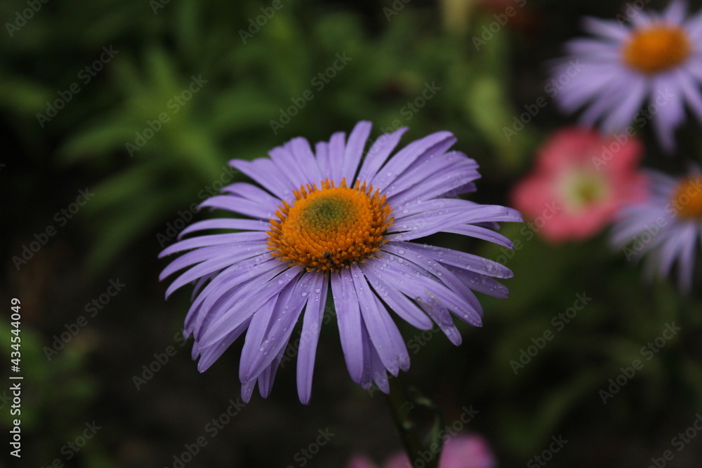 Obraz premium Symphyotrichum oblongifolium aromatic aster colored purple daisy with yellow middle on the background of grass green. Flowers. summer. flowering