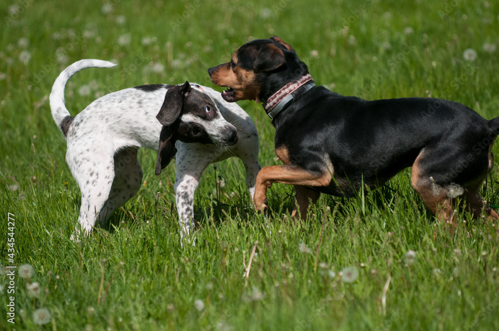 Two foster dogs playing