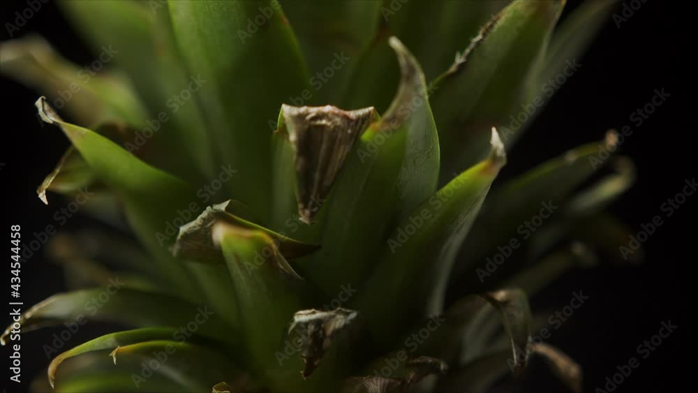 Macro shot of fresh raw tropical pineapple skin and pineapple top. Macro shot of fresh raw tropical pineapple skin and pineapple top.