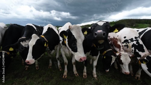 Friesian Holstein cows ruminating on a spring meadow in central Germany. Curious black and white dairy cows standing tightly next to each other. Herd mottled cows grazing, green farm landscape, 4k.