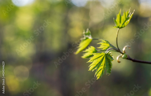 Branch with fresh maple leaves on sunny spring day