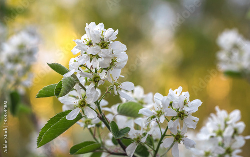 Fotografía Blossoming Amelanchier also known as shadbush, shadbush, or shadblow, serviceber