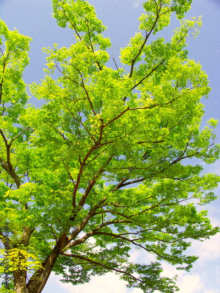 Obraz premium 新緑の公園の欅と青空