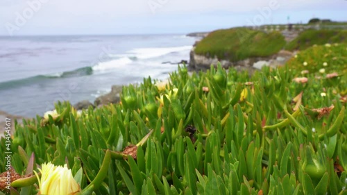 4k video. The camera moves over the green plants on the ocean shore and stops at the view of Cape, California