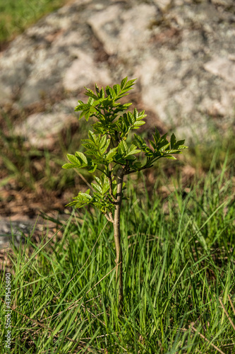 Stockholm, Sweden May 19, 2021 A sapling growing in the forest.