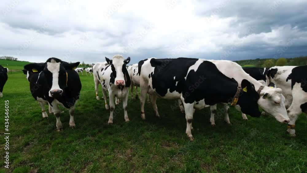 Friesian Holstein cows on a fresh green spring meadow in central Germany. Curious black and white dairy cows walking towards the camera on a cloudy day. Herd mottled cows grazing, farm landscape, 4k. Friesian Holstein cows on a fresh green spring meadow in central Germany. Curious black and white dairy cows walking towards the camera on a cloudy day. Herd mottled cows grazing, farm landscape, 4k.