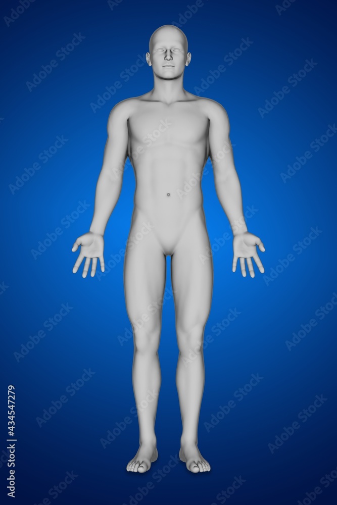 3d rendering of human anatomy