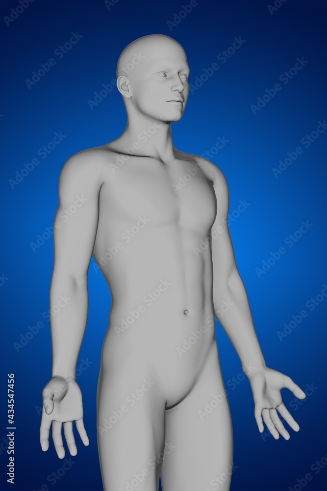 3d rendering of human anatomy 3d rendering of human anatomy